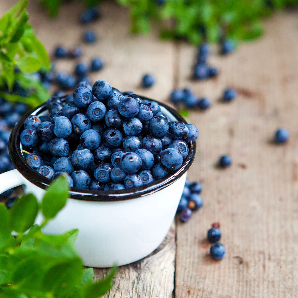 Tifblue Blueberry Bush 2 Tifblue Blueberry Bush - Image 2