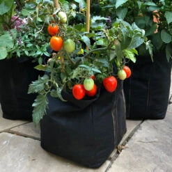 Patio Tomato Garden 7 Patio Tomato Garden -Plant Sales Store Tomato Garden kit 1