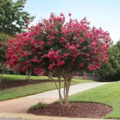 Tonto Crape Myrtle Tree 8 Tonto Crape Myrtle Tree -Plant Sales Store Tonto Crape Myrtle 2