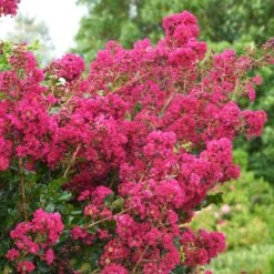Tonto Crape Myrtle Tree 9 Tonto Crape Myrtle Tree -Plant Sales Store Tonto Crape Myrtle 5 FGT