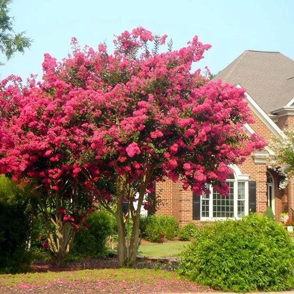 Tonto Crape Myrtle Tree 1 Tonto Crape Myrtle Tree
