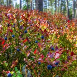 Top Hat Blueberry Bush -Plant Sales Store Top Hat Blueberry 2
