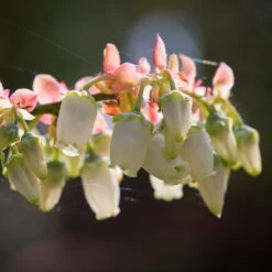 Toro Blueberry Bush - USDA Organic -Plant Sales Store Toro Blueberry 3 1cbc3ceb 6262 43bb 917a 490851827d67