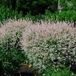 Tri-Color Dappled Willow -Plant Sales Store Tri Color Willow Shrub 2