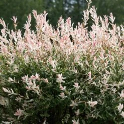 Tri-Color Dappled Willow -Plant Sales Store Tri color Willow 1 FGT