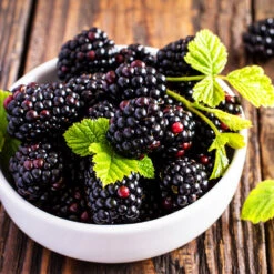 Triple Crown Blackberry Plant - USDA Organic -Plant Sales Store Triple Crown Blackberry 2 f4c1707d 0278 4583 832b 171127df1ba2