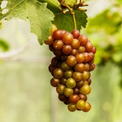 Triumph Muscadine Grapes 5 Triumph Muscadine Grapes -Plant Sales Store Triumph Muscadine 1