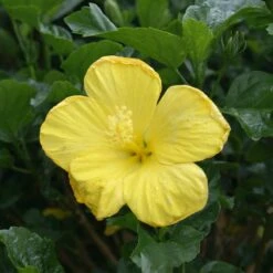 Yellow Tropical Hibiscus Tree 6 Yellow Tropical Hibiscus Tree -Plant Sales Store Tropical Hibiscus Yellow 3