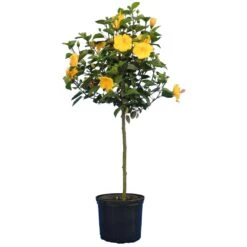 Yellow Tropical Hibiscus Tree 7 Yellow Tropical Hibiscus Tree -Plant Sales Store Tropical Hibiscus Yellow 4