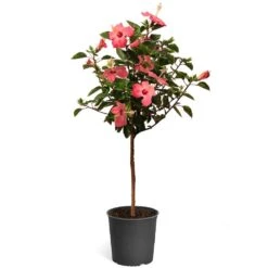 Pink Tropical Hibiscus Tree 9 Pink Tropical Hibiscus Tree -Plant Sales Store Tropical Pink Hibiscus 2