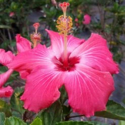 Pink Tropical Hibiscus Tree 7 Pink Tropical Hibiscus Tree -Plant Sales Store Tropical Pink Hibiscus 3 FGT