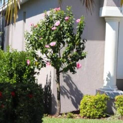 Pink Tropical Hibiscus Tree 8 Pink Tropical Hibiscus Tree -Plant Sales Store Tropical Pink Hibiscus 6