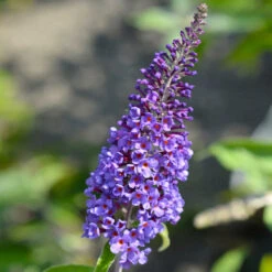 True Blue Butterfly Bush (Tree Form) 9 True Blue Butterfly Bush (Tree Form) -Plant Sales Store True Blue Butterfly 3 BB