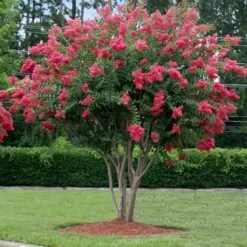 Tuscarora Crape Myrtle -Plant Sales Store Tuscarora Crape myrtle 2 FGT cb71a657 17a5 465a 96ac b99844a4b082