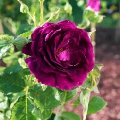 Twilight Rose Shrub -Plant Sales Store Twilight Rose Shrub 1