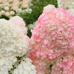 Vanilla Strawberry™ Hydrangea Shrub -Plant Sales Store Vanilla Strawberry Hydrangea 2 FGT
