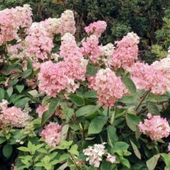 Vanilla Strawberry™ Hydrangea Shrub -Plant Sales Store Vanilla Strawberry Hydrangea 3 FGT