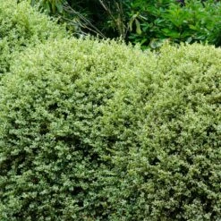 Variegated Boxwood Shrub -Plant Sales Store Variegated Boxwood 1