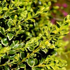 Variegated Boxwood Shrub -Plant Sales Store Variegated Boxwood 4 FGT