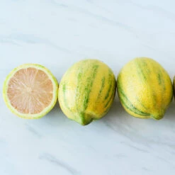 Pink Variegated Eureka Lemon Bush 6 Pink Variegated Eureka Lemon Bush -Plant Sales Store Variegated Pink Eureka 2 BB