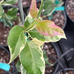 Pink Variegated Eureka Lemon Tree -Plant Sales Store Variegated Pink Eureka 7 056a21e5 a8ca 49f0 ab7f 8c763a03bbd9