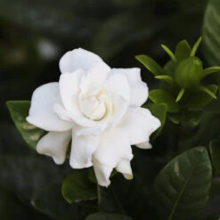 Gardenia 'Veitchii' Shrub 5 Gardenia 'Veitchii' Shrub -Plant Sales Store Veitchii Gardenia 2 FGT