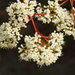 Coppertop® Sweet Viburnum Shrub -Plant Sales Store Viburnum Coppertop 3