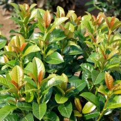 Volcano Cherry Laurel 6 Volcano Cherry Laurel -Plant Sales Store Volcano Laurel 3 FGT