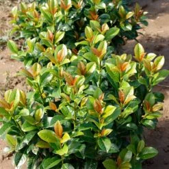 Volcano Cherry Laurel 7 Volcano Cherry Laurel -Plant Sales Store Volcano Laurel 4
