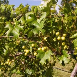 Wine Lover's Kit -Plant Sales Store WIne Lovers Kit 2