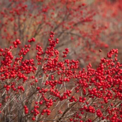 Winter Red Winterberry Holly Shrub -Plant Sales Store WInter Red winterberry 1