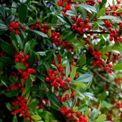 Winter Red Winterberry Holly Shrub -Plant Sales Store WInter Red winterberry 6