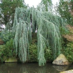 Weeping Blue Atlas Cedar Tree 7 Weeping Blue Atlas Cedar Tree -Plant Sales Store Weeping Blue atlas Cedar 1