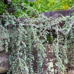 Weeping Blue Atlas Cedar Tree 6 Weeping Blue Atlas Cedar Tree -Plant Sales Store Weeping Blue atlas Cedar 5 FGT