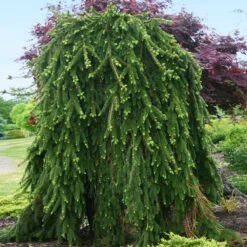 Weeping Norway Spruce Tree 5 Weeping Norway Spruce Tree -Plant Sales Store Weeping Norway SPruce 2