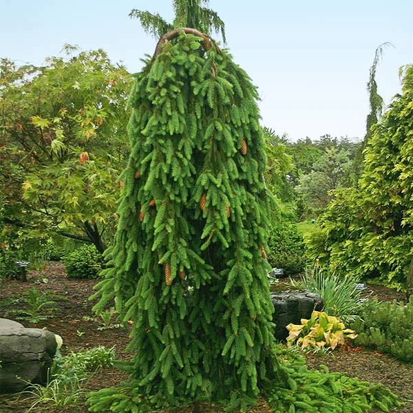 Weeping Norway Spruce Tree 1 Weeping Norway Spruce Tree