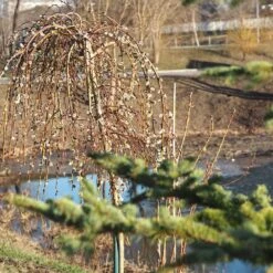 Weeping Pussy Willow 9 Weeping Pussy Willow -Plant Sales Store Weeping pussy willow 1