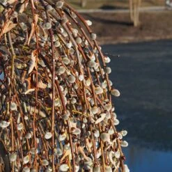 Weeping Pussy Willow 7 Weeping Pussy Willow -Plant Sales Store Weeping pussy willow 2 FGT