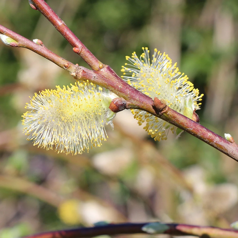 Weeping Pussy Willow 4 Weeping Pussy Willow - Image 4