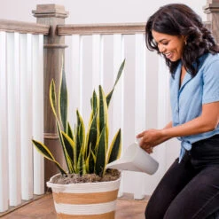 Air-Purifying House Plant Kit 14 Air-Purifying House Plant Kit -Plant Sales Store Whie Watering Can 2 af5196b4 a77c 4b15 b895 8aae9ad1b861