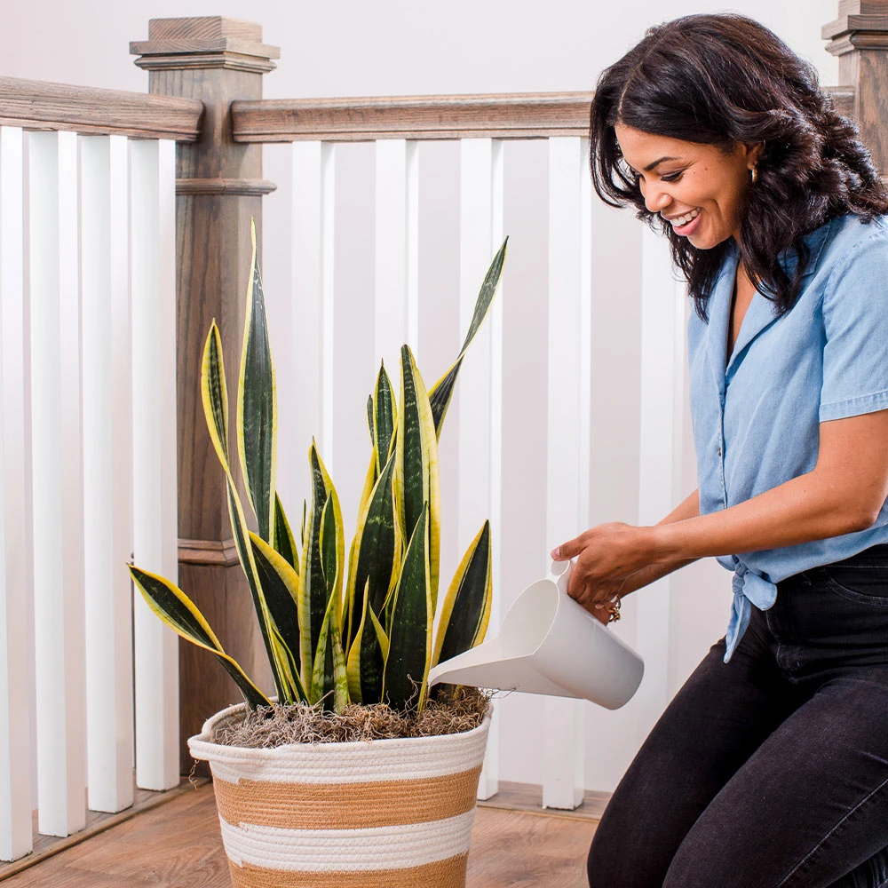 Air-Purifying House Plant Kit 7 Air-Purifying House Plant Kit - Image 7