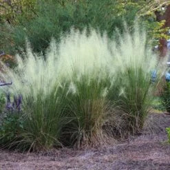 White Cloud Muhly Grass -Plant Sales Store White Cloud Muhly Grass 4 FGT