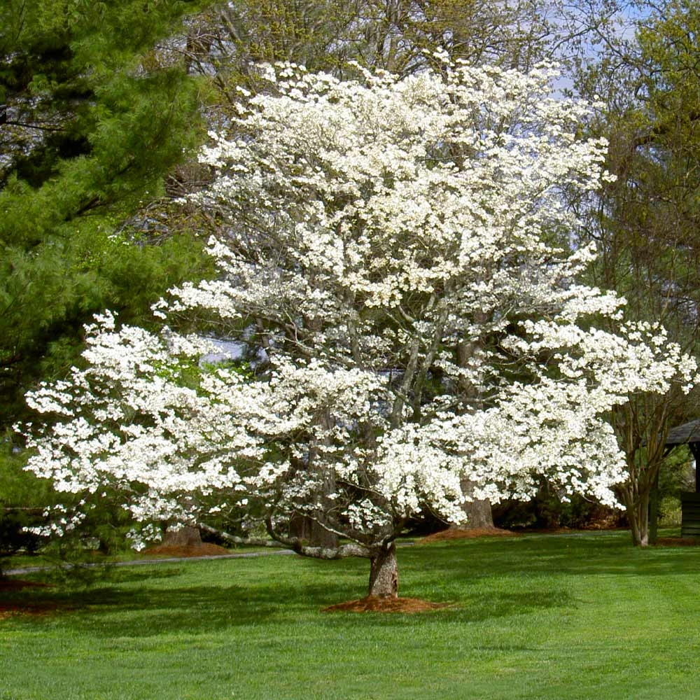 White Dogwood 6 White Dogwood - Image 6