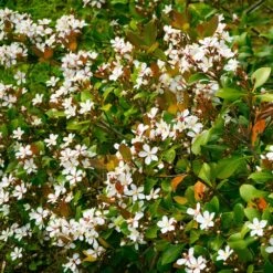 Snow White Indian Hawthorn Shrub -Plant Sales Store White Indian Hawthorn 1