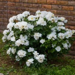 White Knock Out® Rose -Plant Sales Store White Knockout Rose 4