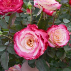 White Lies™ Rose Shrub -Plant Sales Store White Lies Rose 2