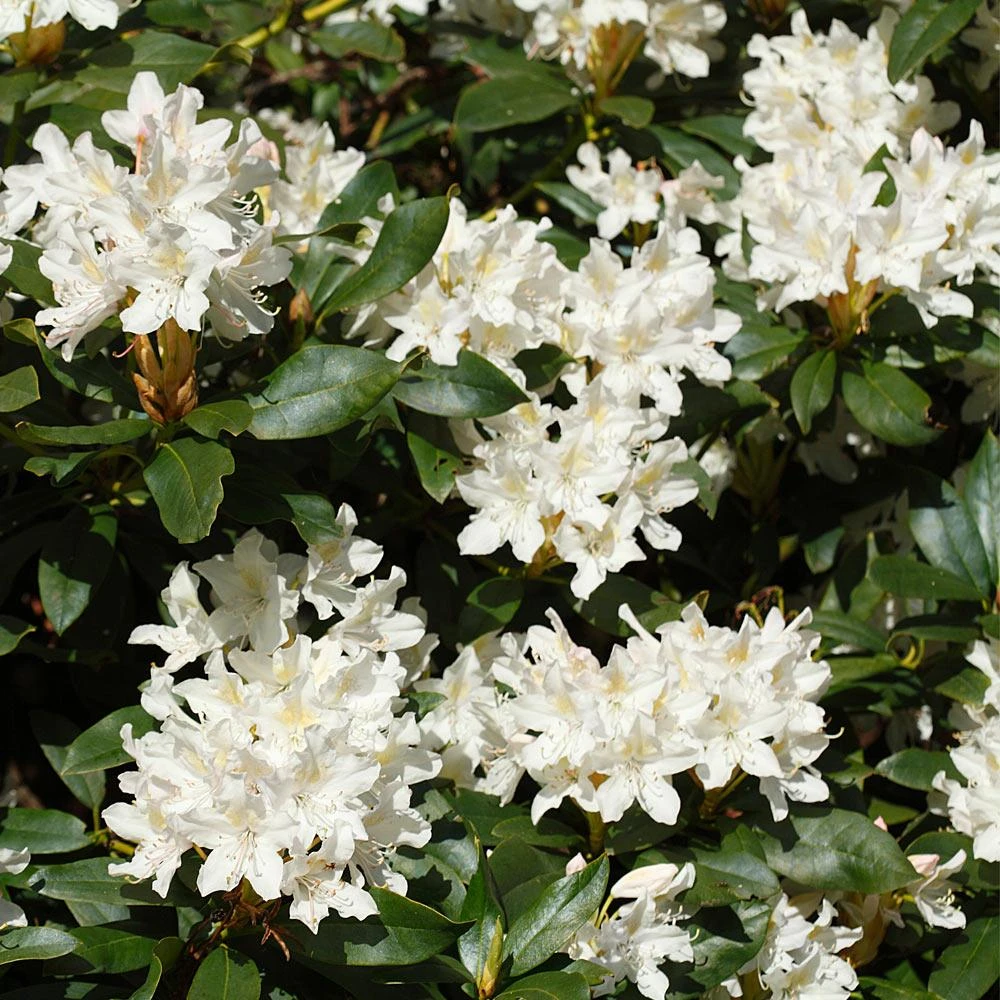 White Rhododendron 3 White Rhododendron - Image 3