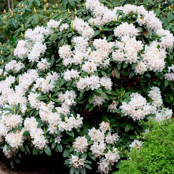 White Rhododendron 1 White Rhododendron