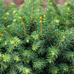 White Spruce Tree -Plant Sales Store White Spruce Tree 3 FGT