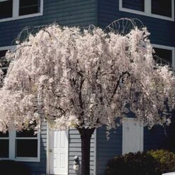 White Weeping Cherry Tree 8 White Weeping Cherry Tree -Plant Sales Store White Weeping Cherry 6